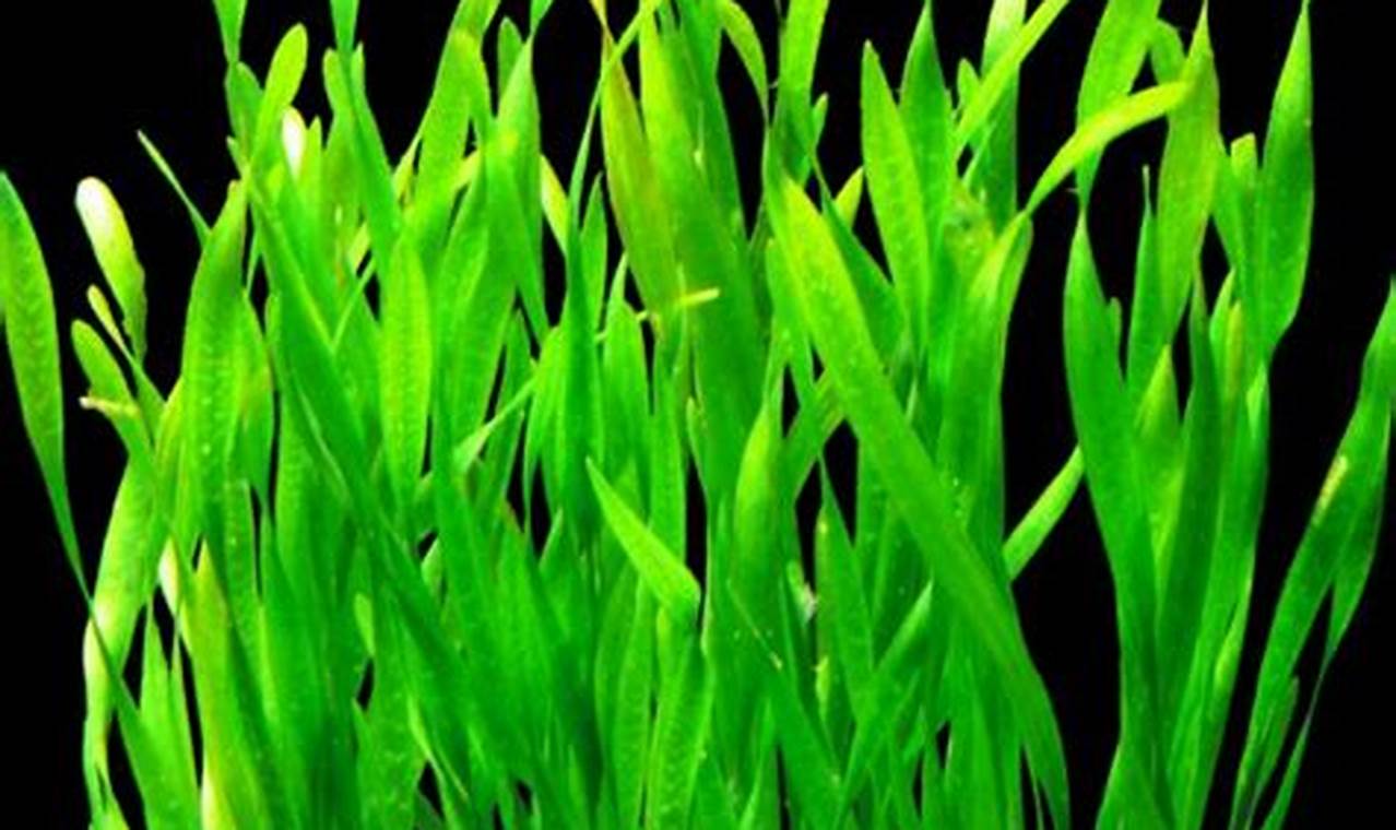 Rahasia Terungkap: Panduan Menanam Tape Grass (Vallisneria spiralis) di Dalam Pot