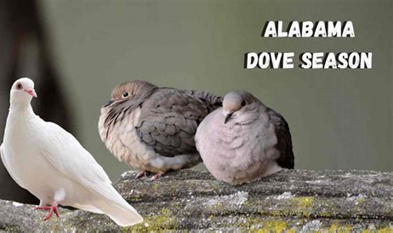 Mississippi Dove Season 2024