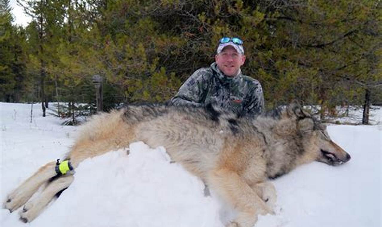 Montana Wolf Season 2024