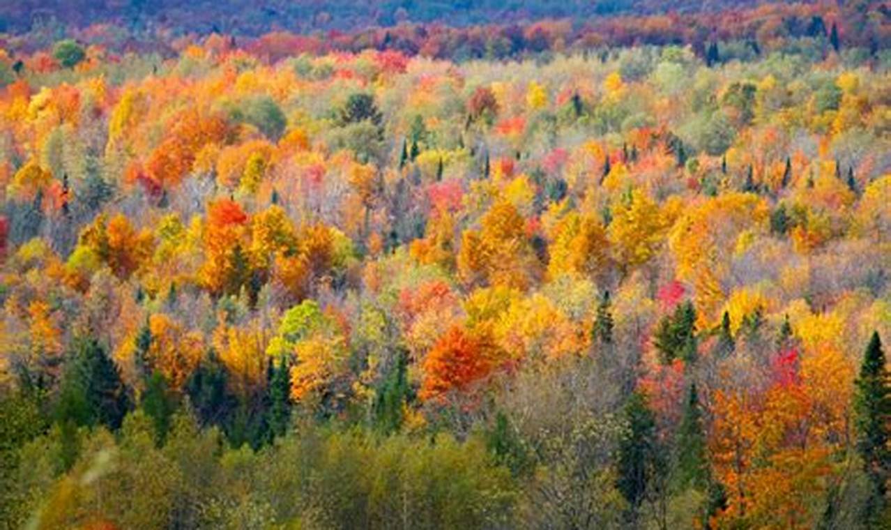 Montreal Fall Foliage 2024