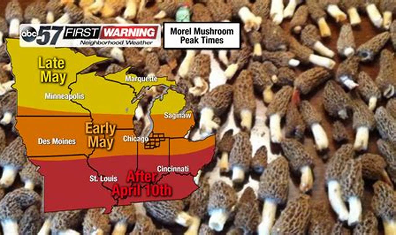 Morel Mushroom Map 2024