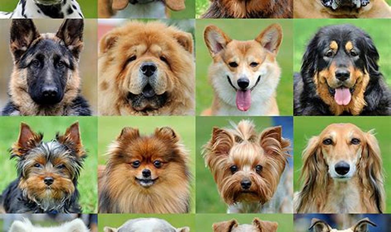 Most Popular Dog Breeds 2024 Akc
