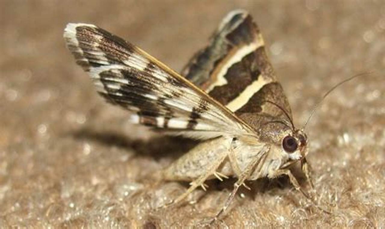 Moth Infestation New Mexico 2024