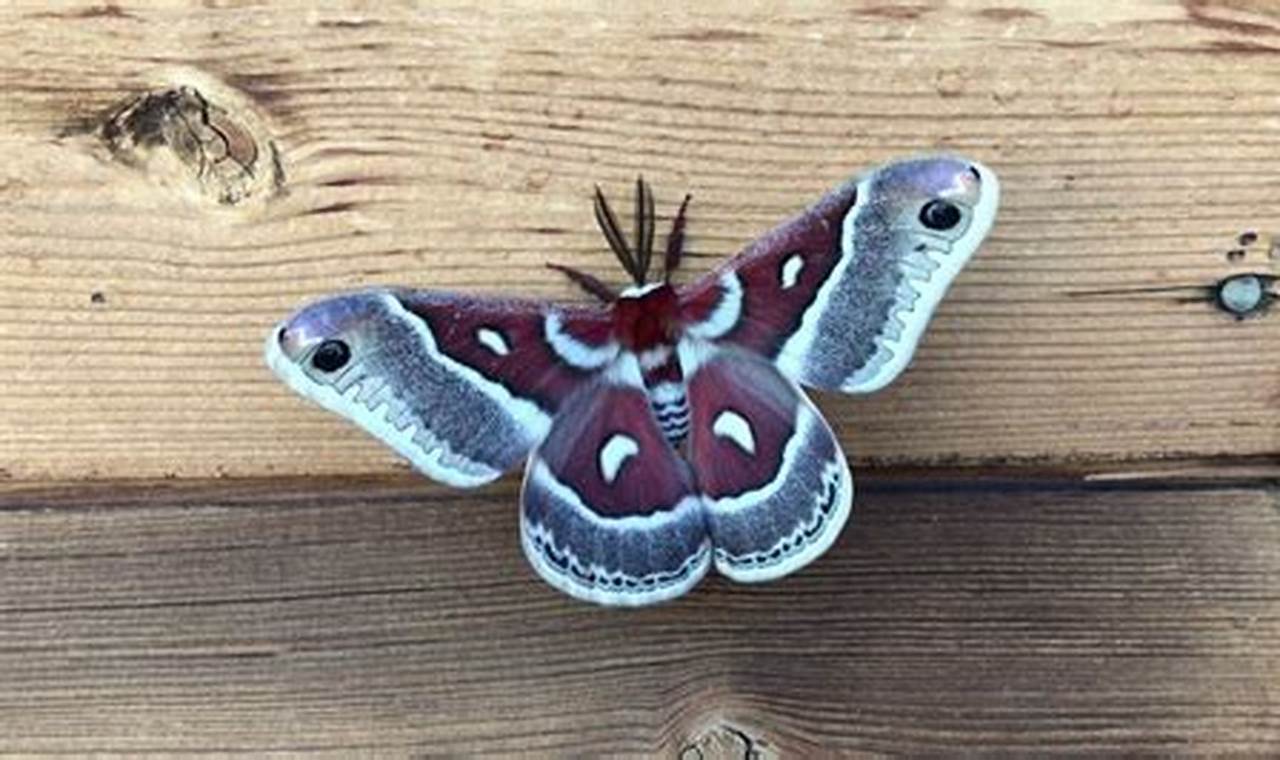 Moths Colorado 2024