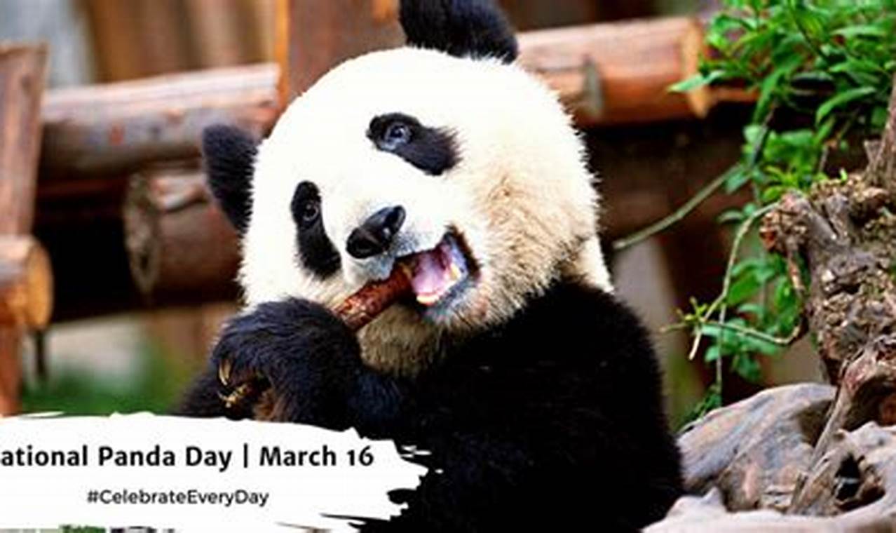 National Panda Day March 16 2024