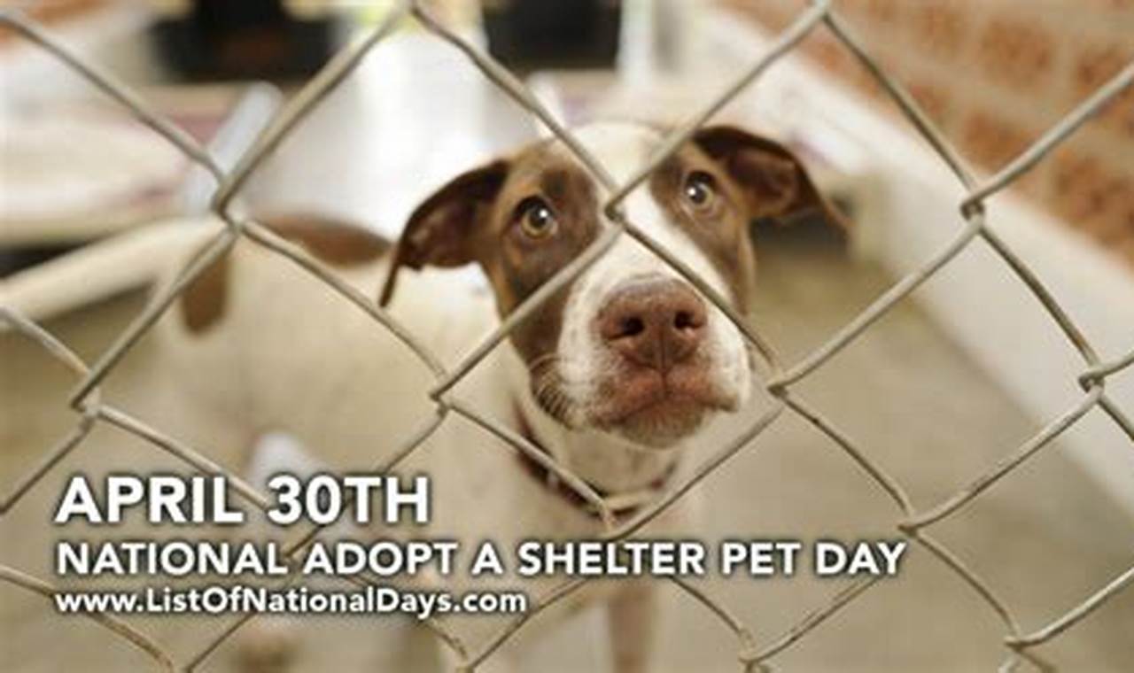National Pet Adoption Day 2024