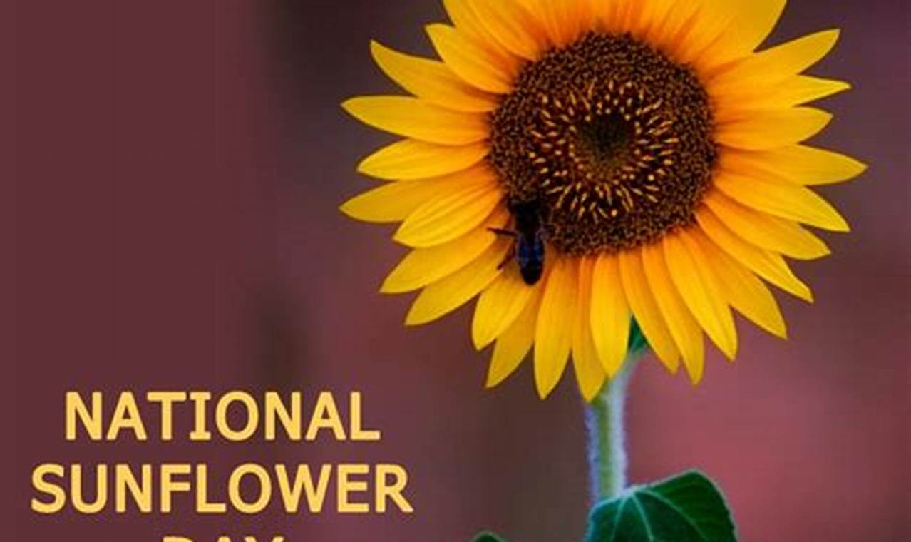 National Sunflower Day 2024