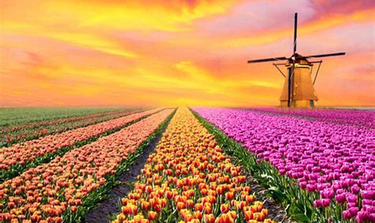 Netherlands Tulip Festival 2024