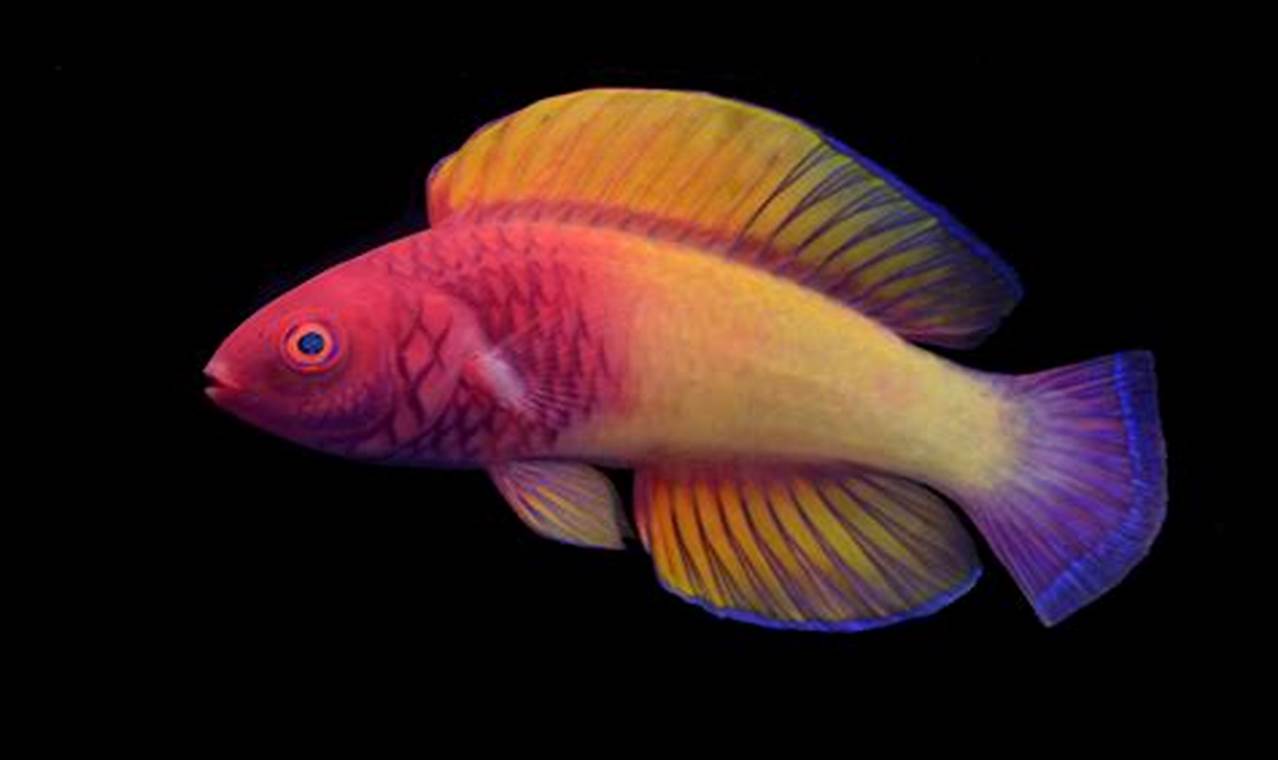 New Fish Species 2024