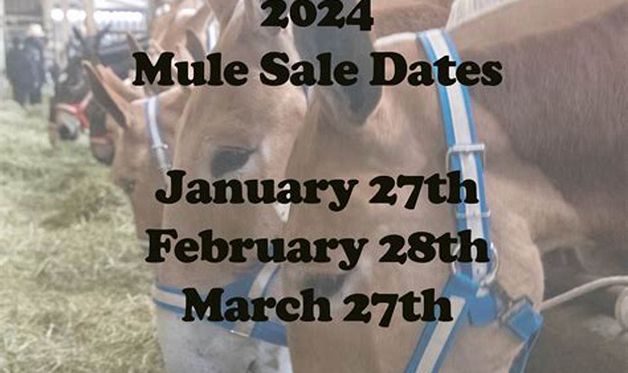 New Holland Horse Auction 2024 Schedule