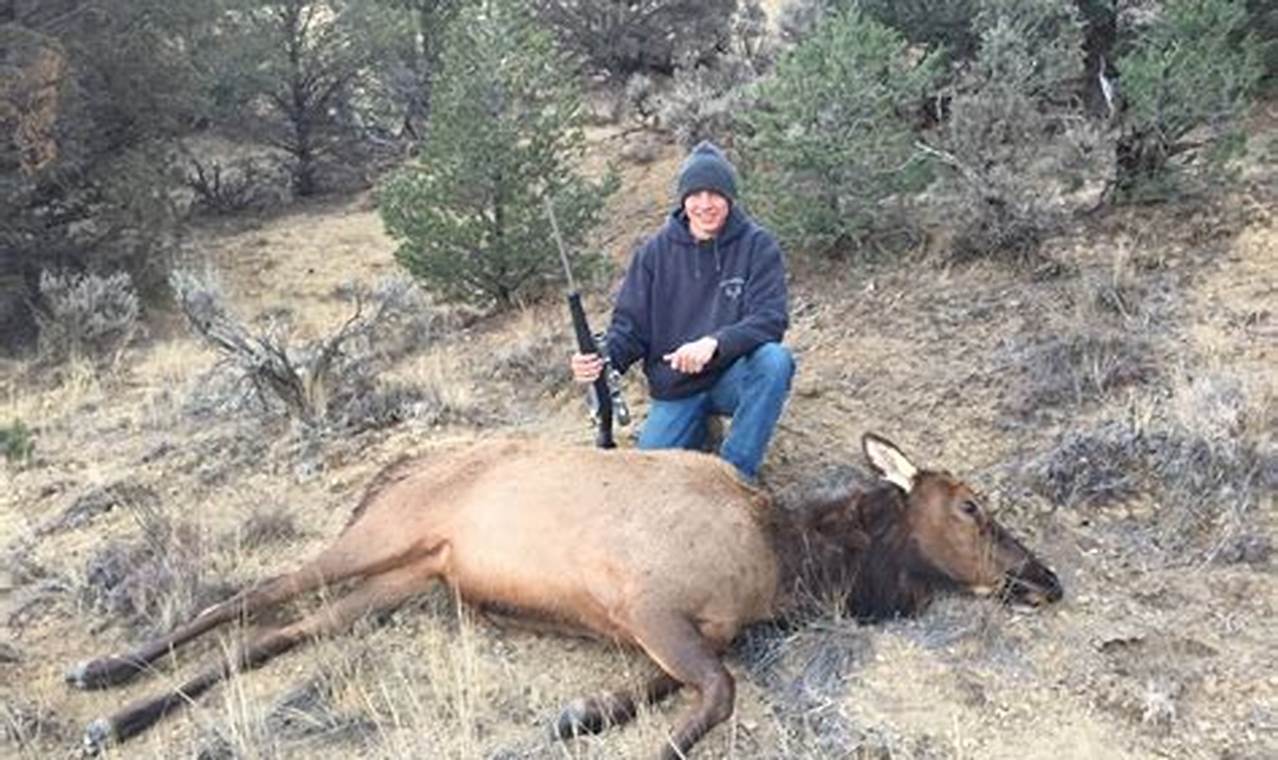 New Mexico Elk Hunts 2024