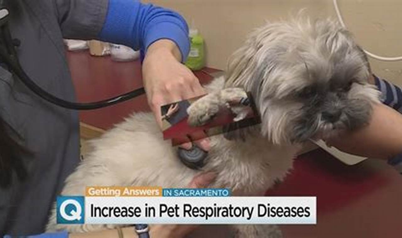 New Respiratory Illness In Dogs 2024