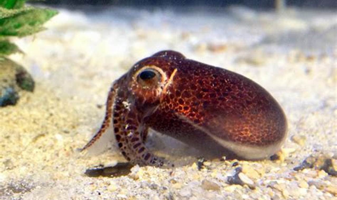 New Squid Discovered 2024