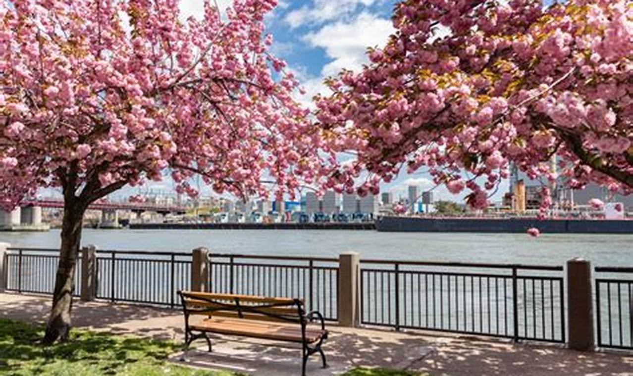 New York Cherry Blossom 2024
