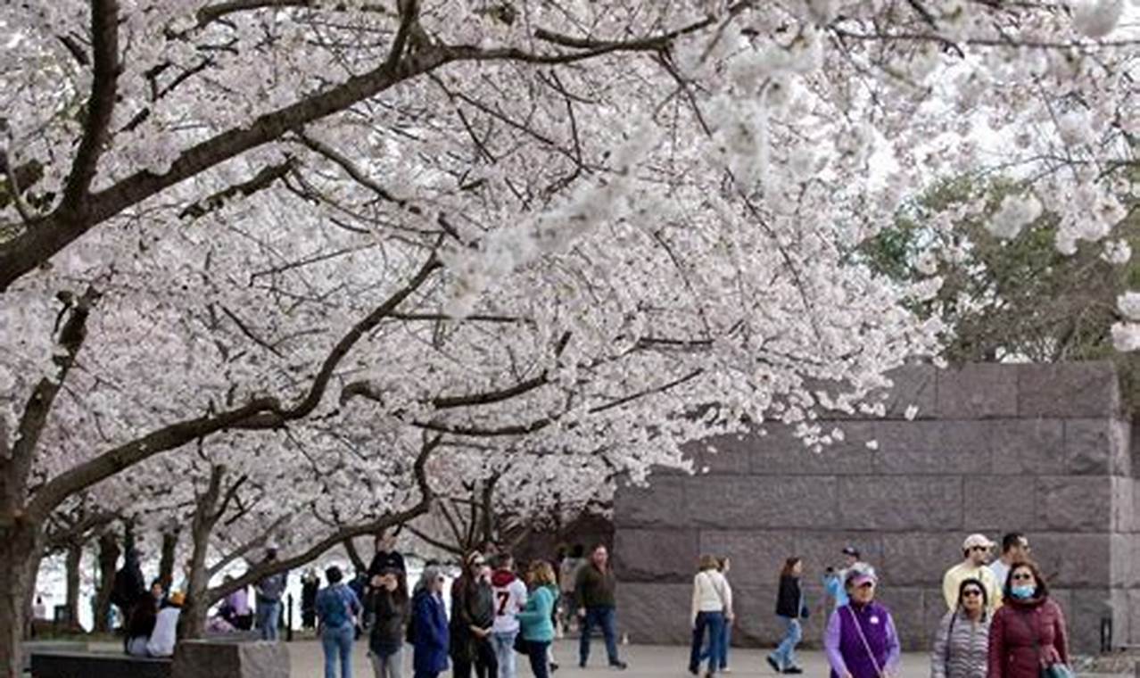 Newark Cherry Blossom Festival 2024