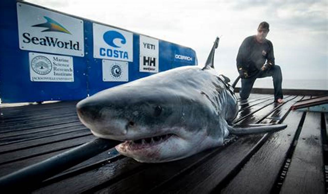 Newport Beach Shark Sightings 2024
