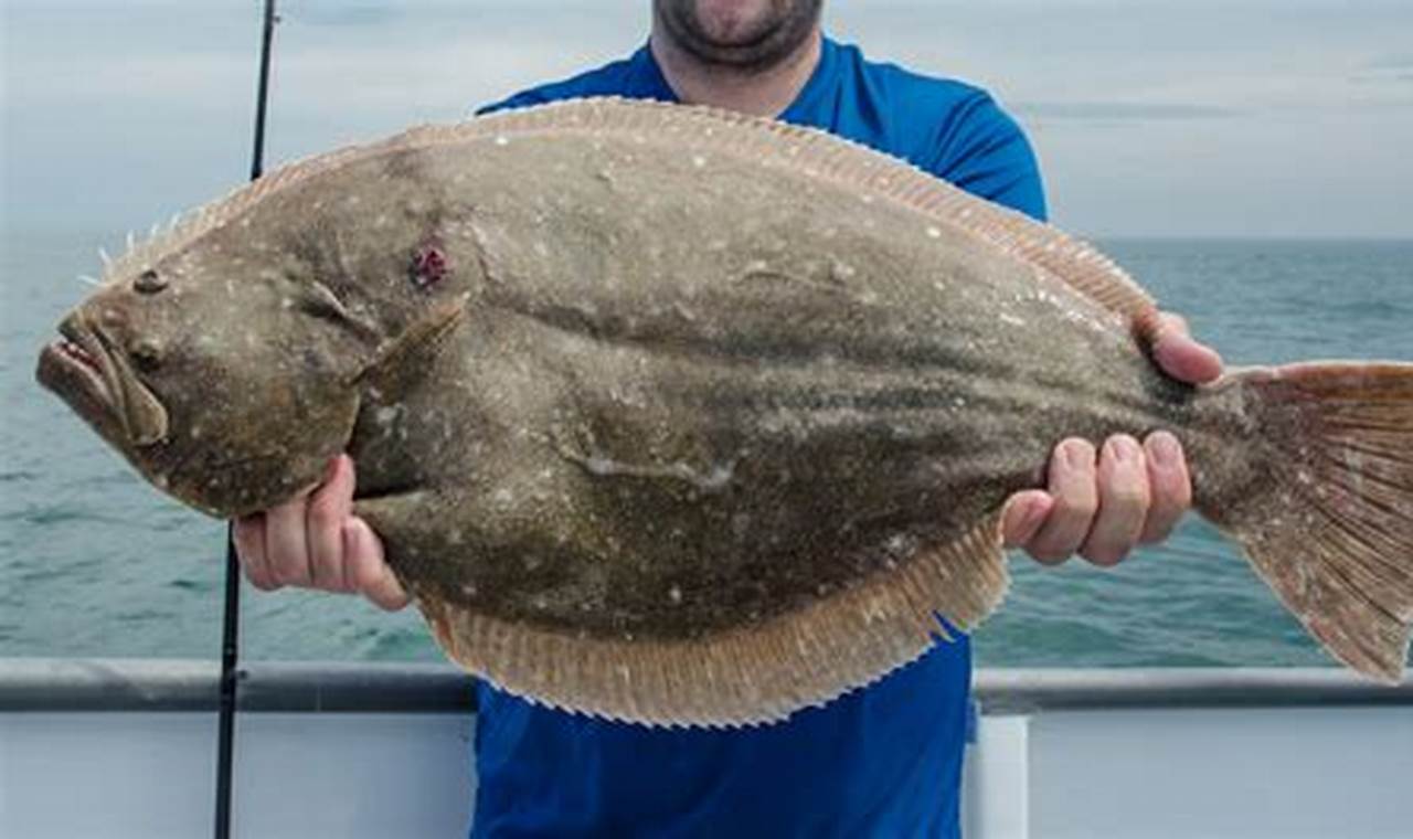 Nj Flounder Season 2024