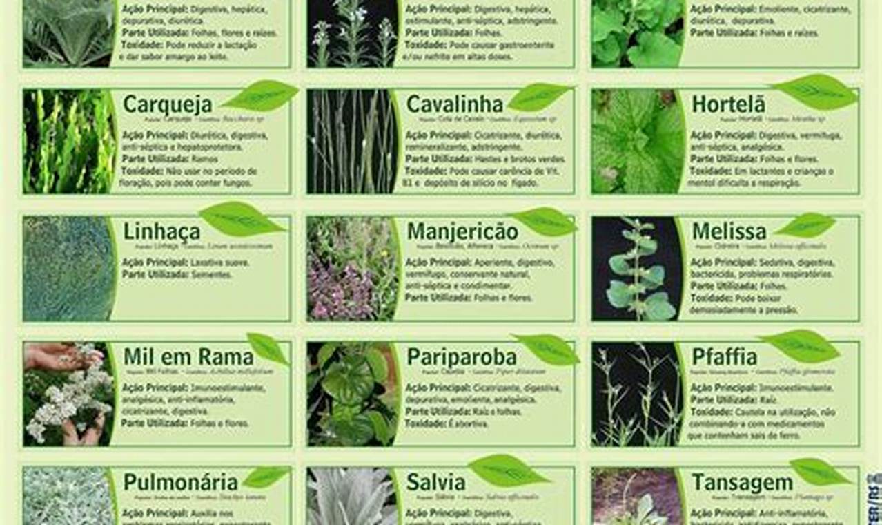 Nomes De Plantas Medicinais E Suas Funções