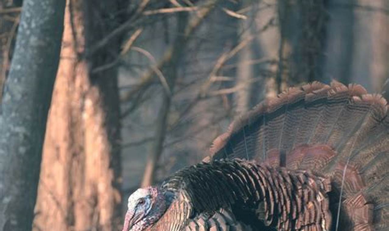 Oregon Fall Turkey Season 2024