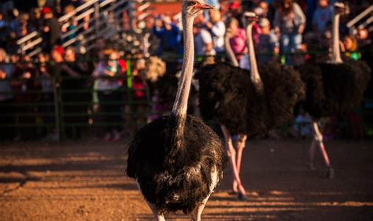 Ostrich Festival 2024 Hours