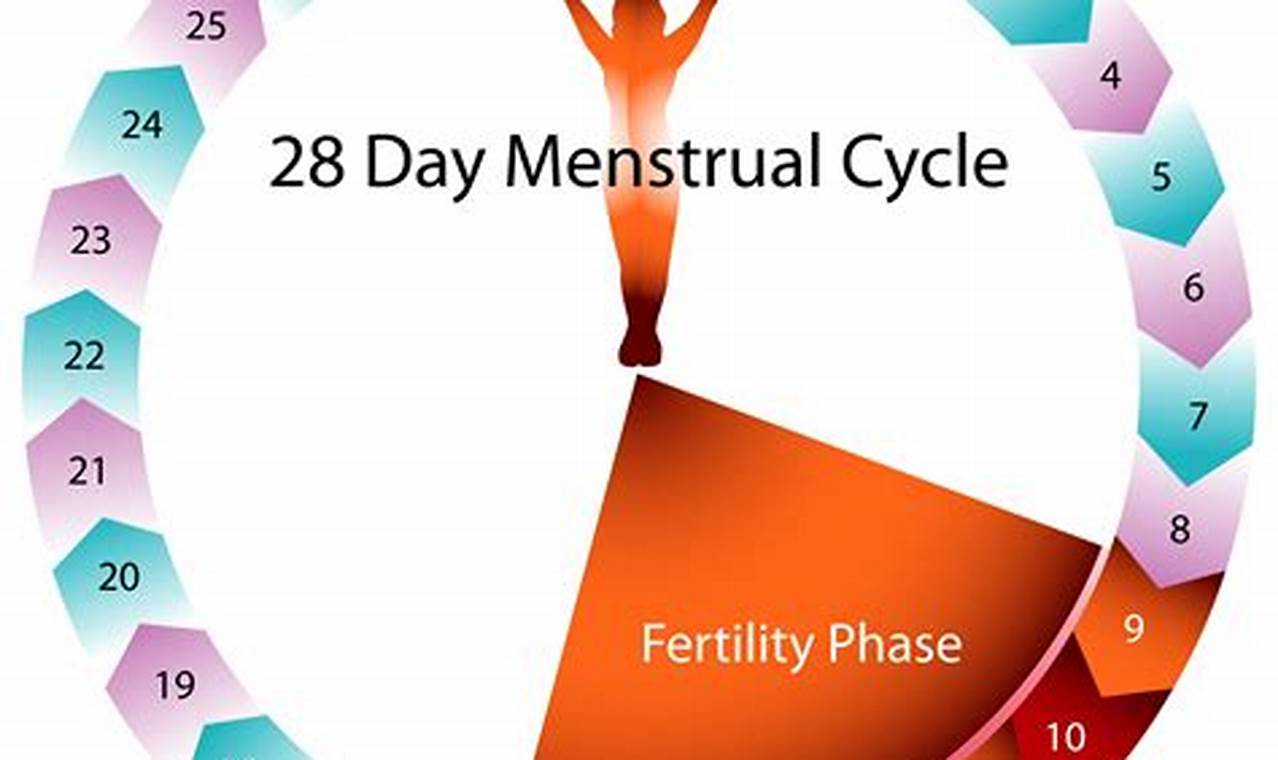 Ovulation Menstrual Cycle Calendar