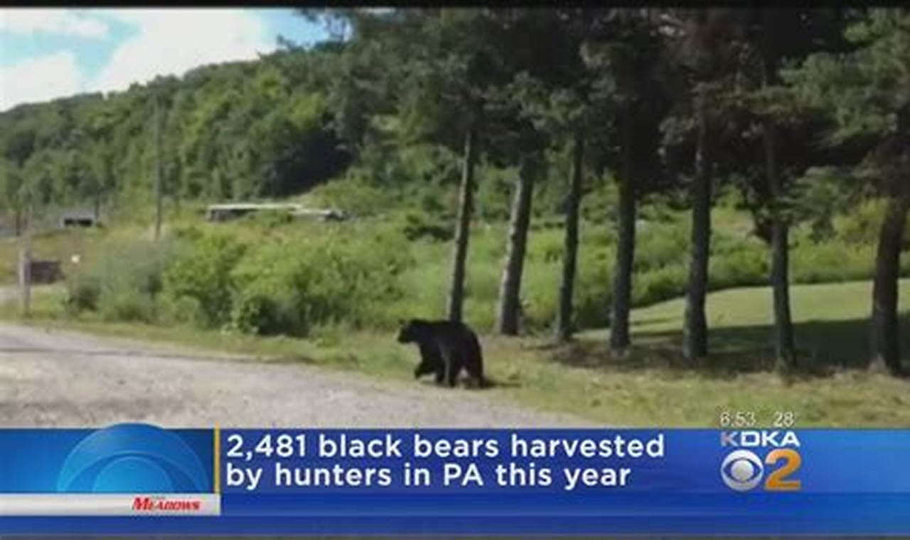 Pa Bear Harvest 2024