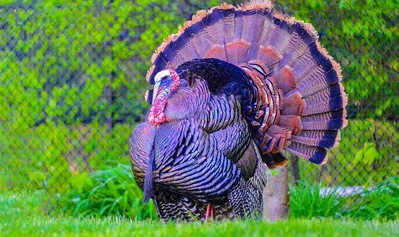 Pa Spring Turkey Season 2024