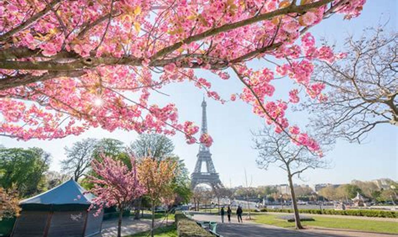 Paris Cherry Blossom 2024