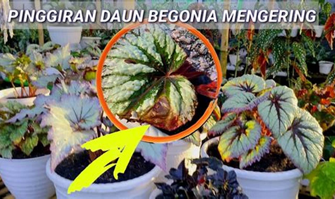 Begonia, Pesona Bunga yang Menawan: Rahasia Menanam dan Merawat