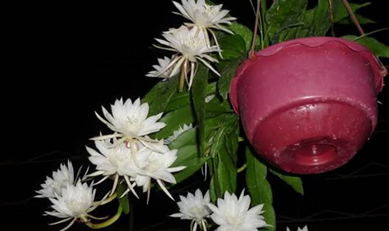 Rahasia Mengatasi Hama dan Penyakit Bunga Wijaya Kusuma (Epiphyllum anguliger)!