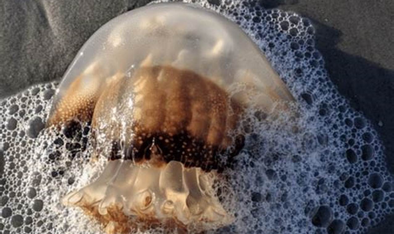 Pensacola Beach Jellyfish 2024
