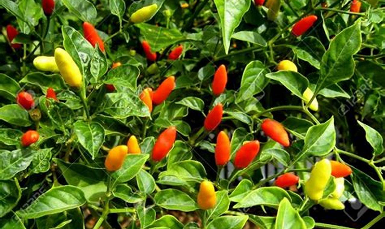 Pepper Plants For Sale