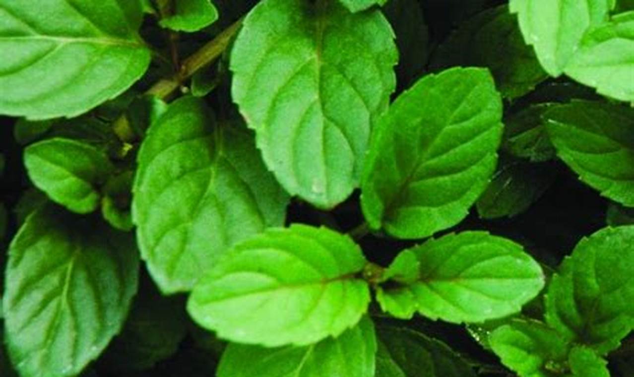 Peppermint Plants For Sale