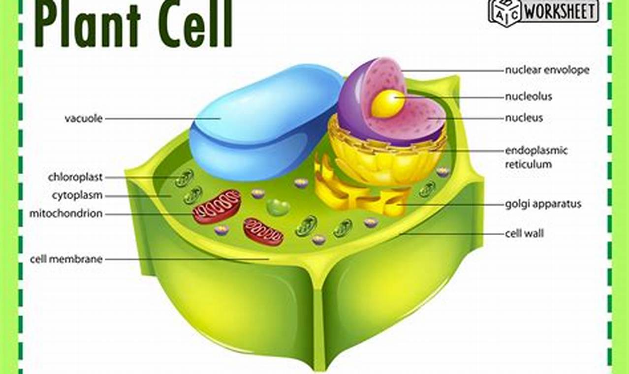 Picture Of Plant Cell