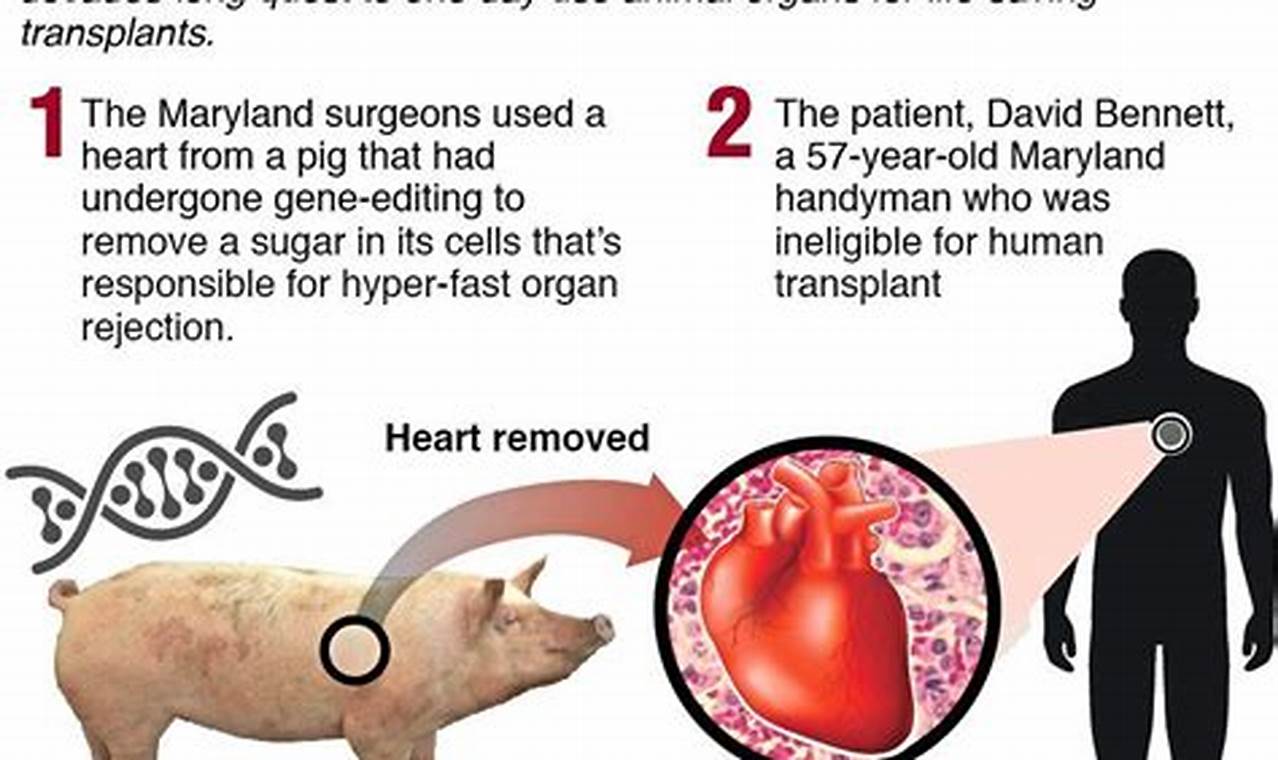 Pig Heart Transplant 2024