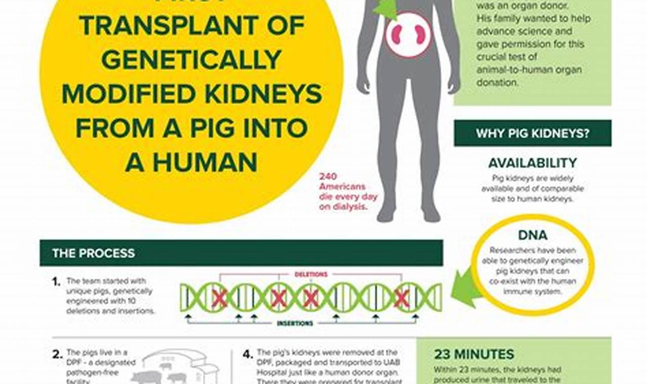 Pig Kidney Transplant Clinical Trials