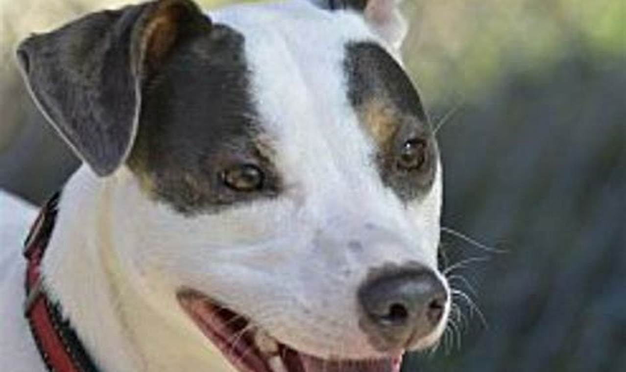 Pitbull And Rat Terrier Mix Dog Picture