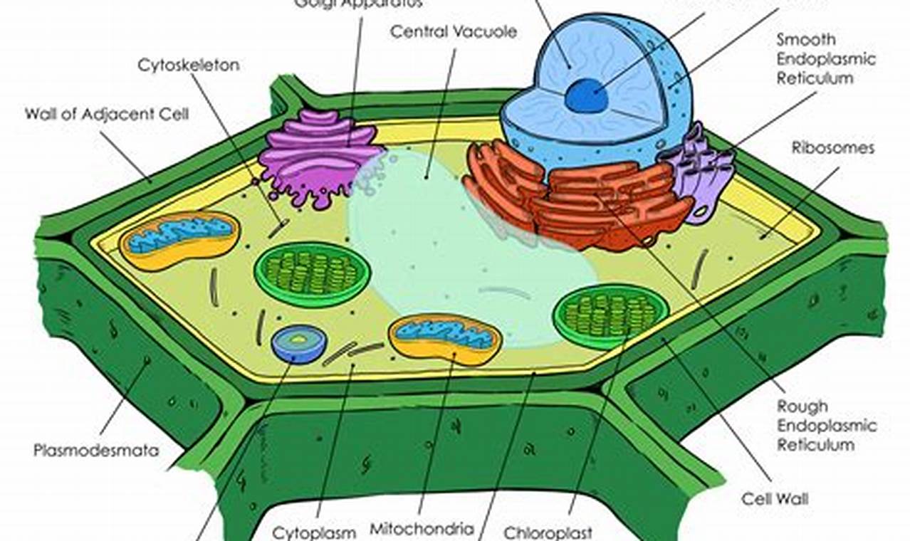 Plant Cell Diagram Labeled
