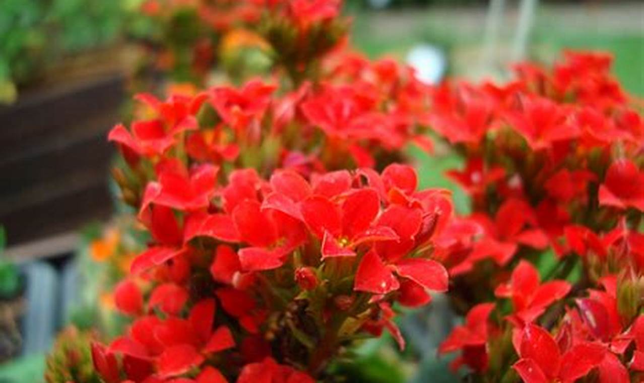 Planta De Jardim De Pequenas Flores Vermelhas
