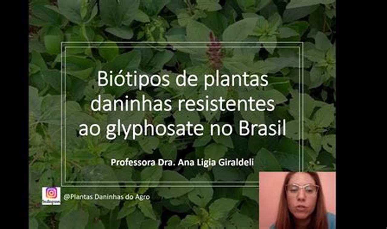 Plantas Daninhas Resistentes Ao Glifosato No Brasil