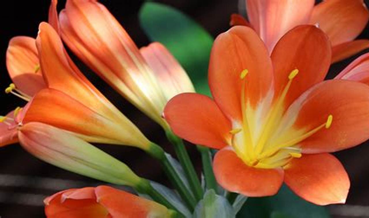 Plantas De Meia Sombra Que Dão Flores