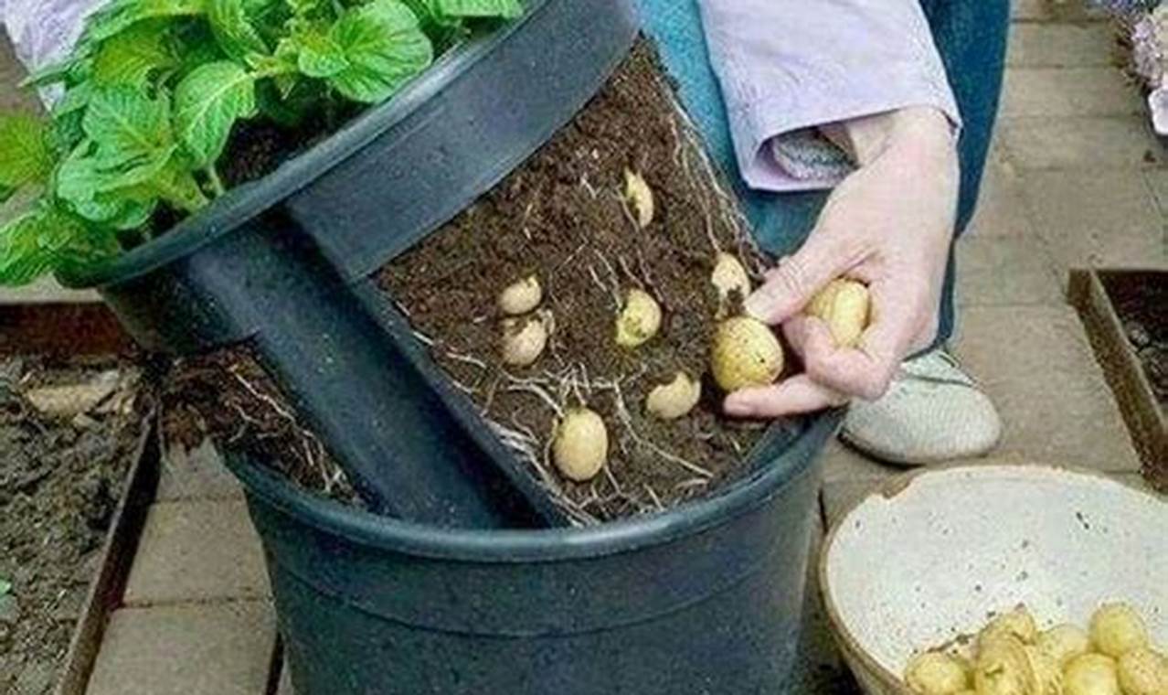 Planting Potatoes In Buckets