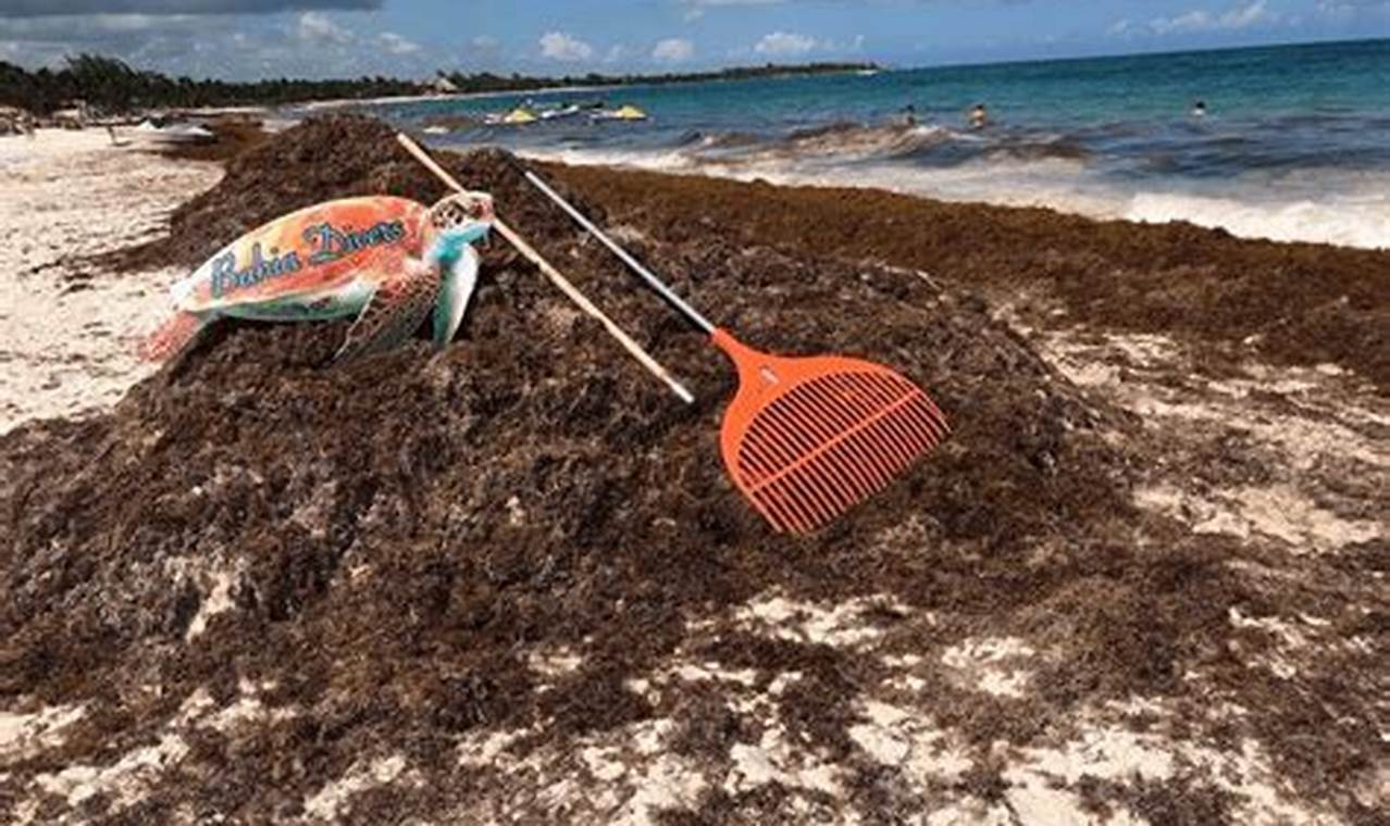 Playa Del Carmen Seaweed 2024