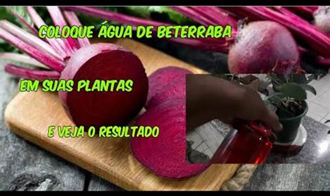 Pode Colocar Água De Beterraba Nas Plantas