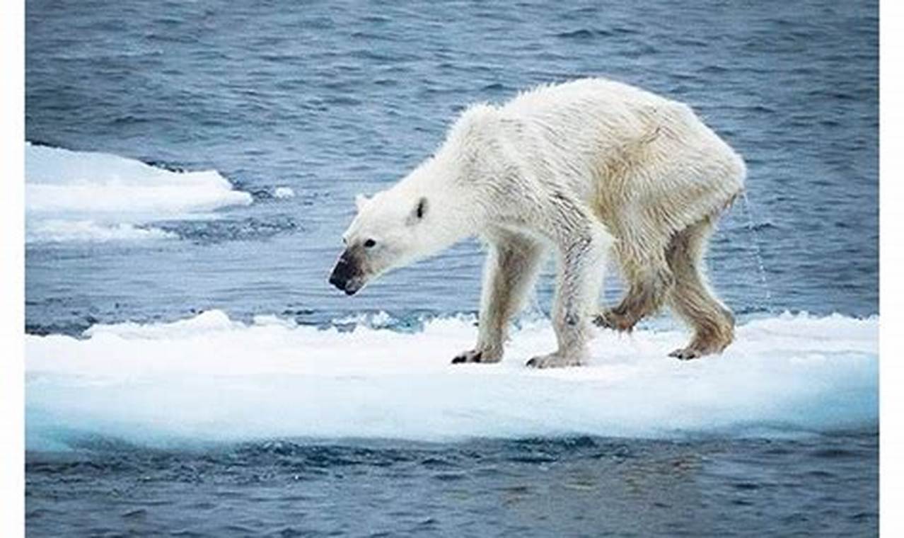 Polar Bears 2024