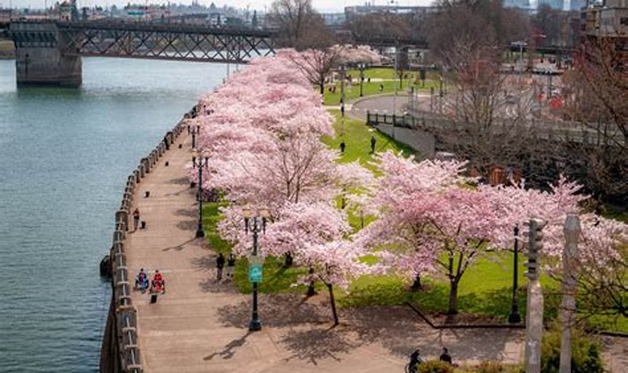Portland Cherry Blossom 2024