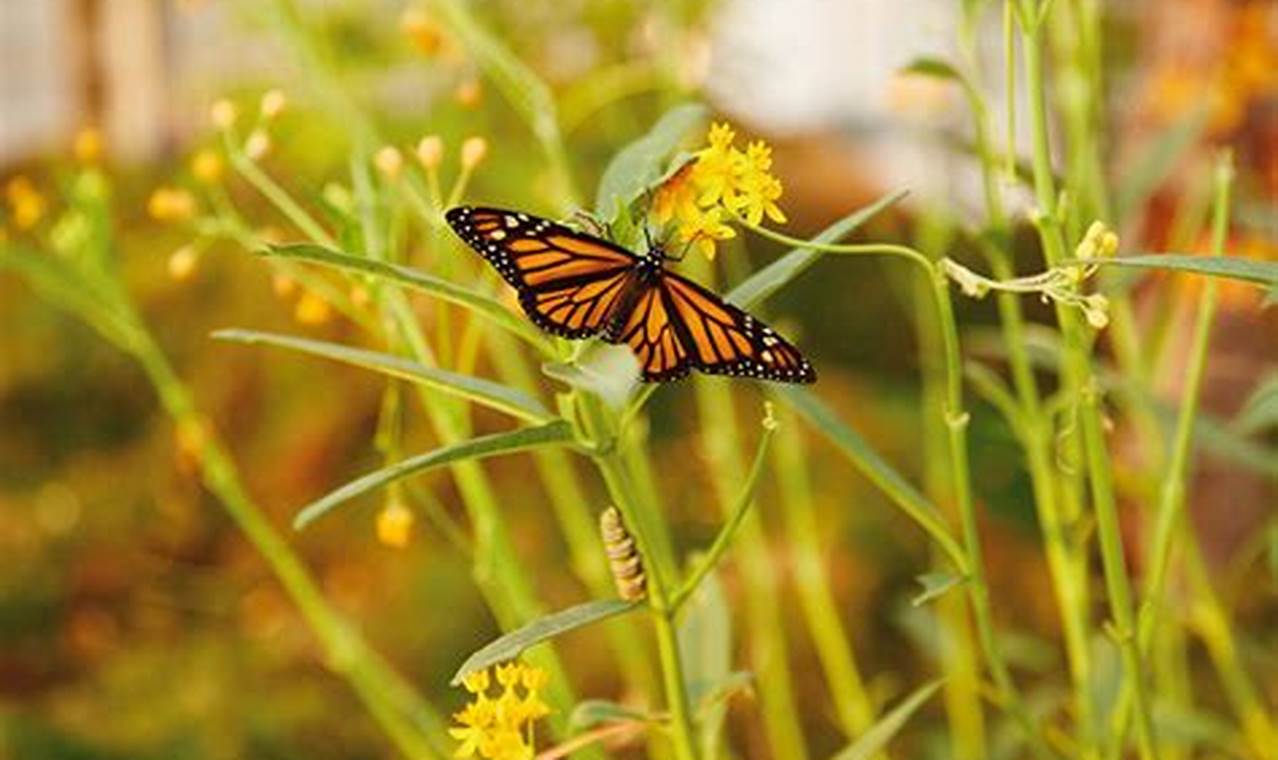 Powell Gardens Butterfly Festival 2024 Calendar