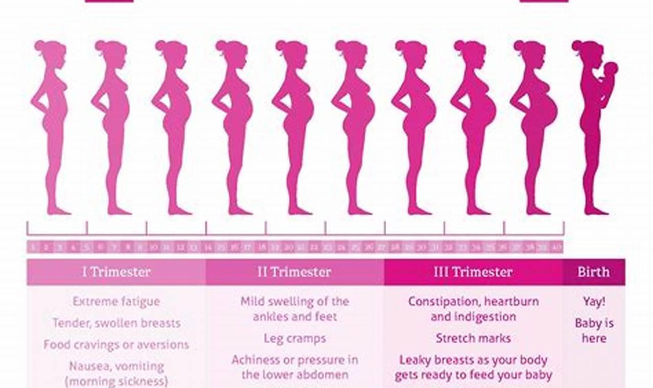 Pregnancy Signs Calendar