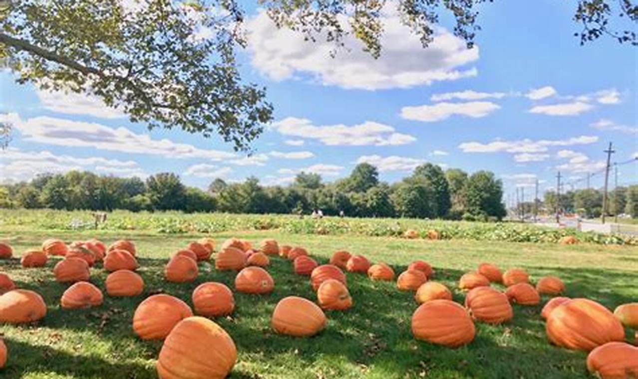 Pumpkin Patch 2024 Near Me