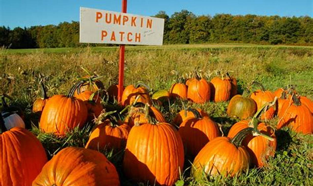Pumpkin Patch September 2024